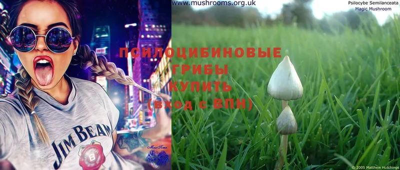 Псилоцибиновые грибы Magic Shrooms  Городовиковск 